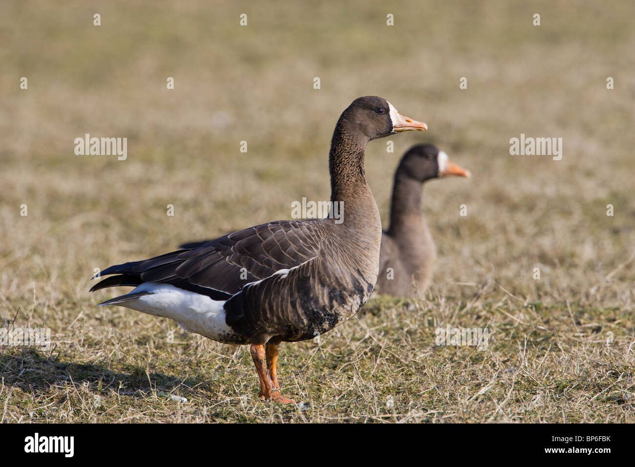 La Groenlandia bianco-fronteggiata Oche, Anser albifrons Foto Stock