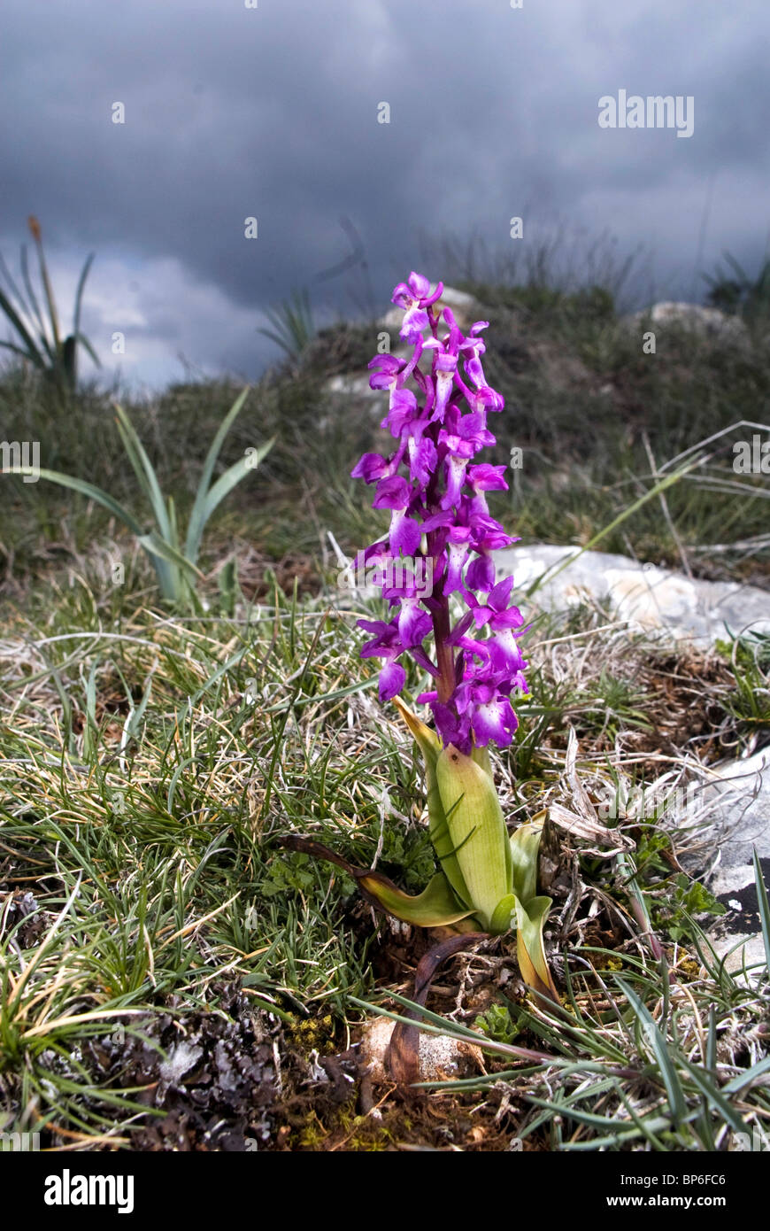 Early-orchidea viola (Orchis mascula ssp. ?), Nel suo habitat naturale, Spagna, Burgos Foto Stock