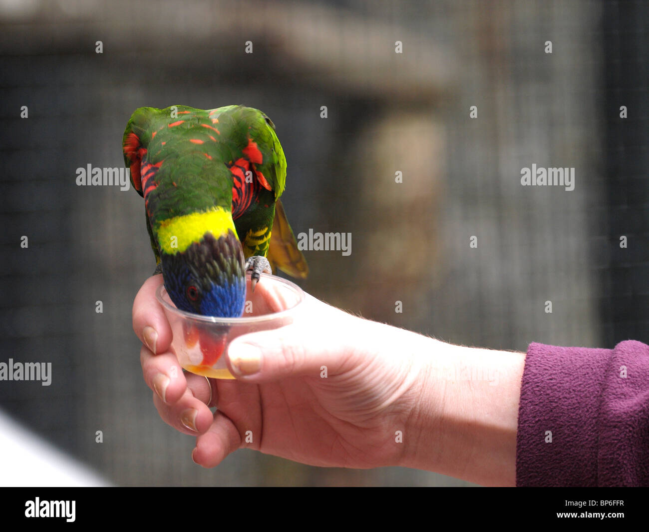 Alimentazione di un lorikeet, Paradise Park, Hayle, Cornwall, Regno Unito Foto Stock