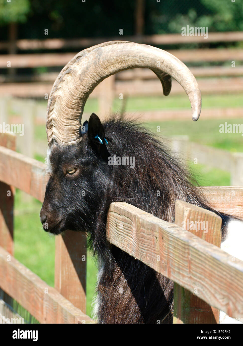 Grande maschio di capra a uno zoo di animali domestici, REGNO UNITO Foto Stock