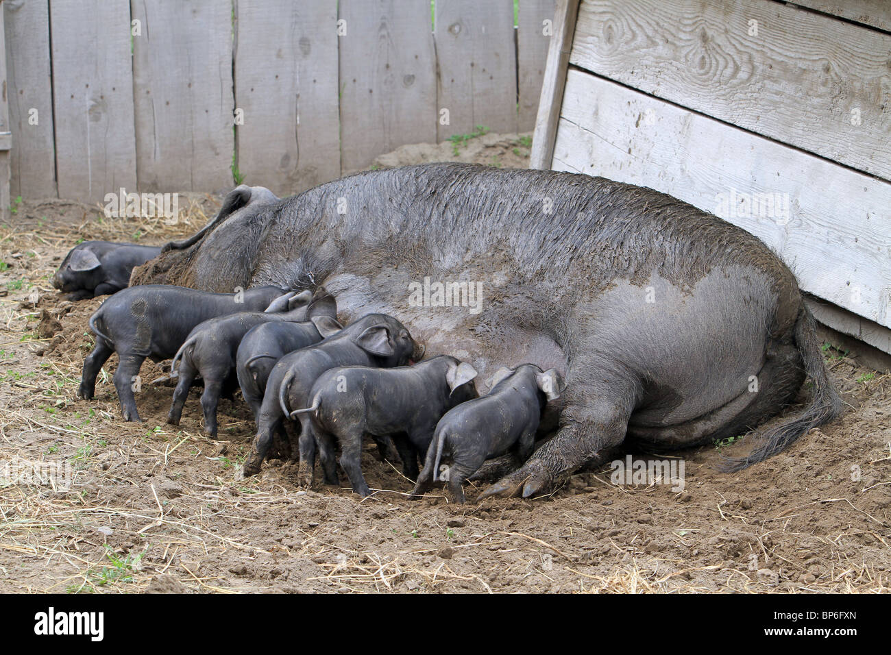 Scrofa madre maiale posa in cantiere di fattoria alimentando molti affamati di suinetti. Molto animale di grandi dimensioni e piccole e giovani. Foto Stock