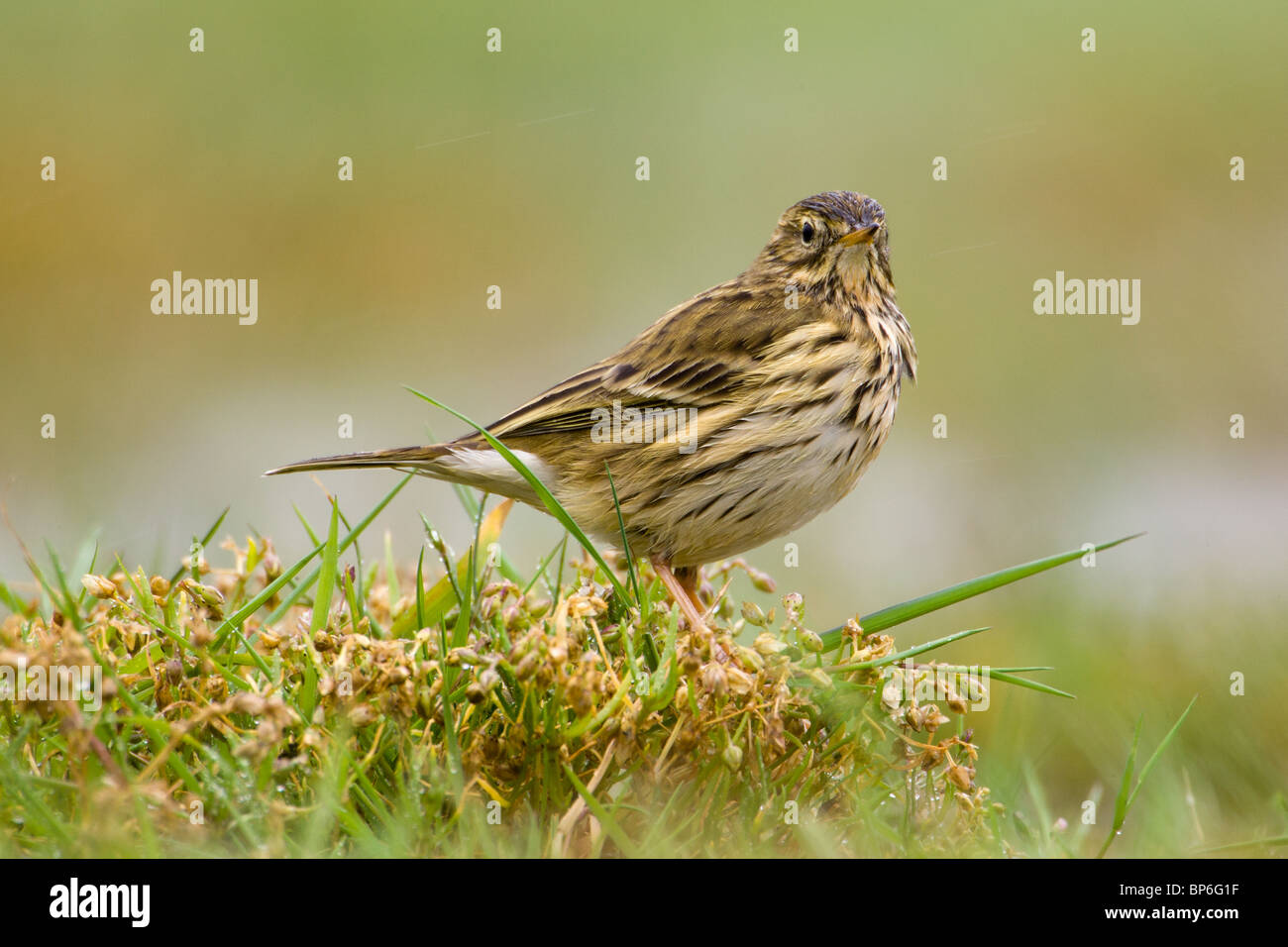 Meadow Pipit Anthus pratensis Foto Stock