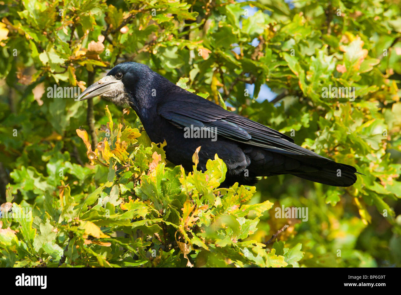Rook Corvus frugilegus, alimentando sul parco naturale de los Alcornocales a inizio autunno Foto Stock