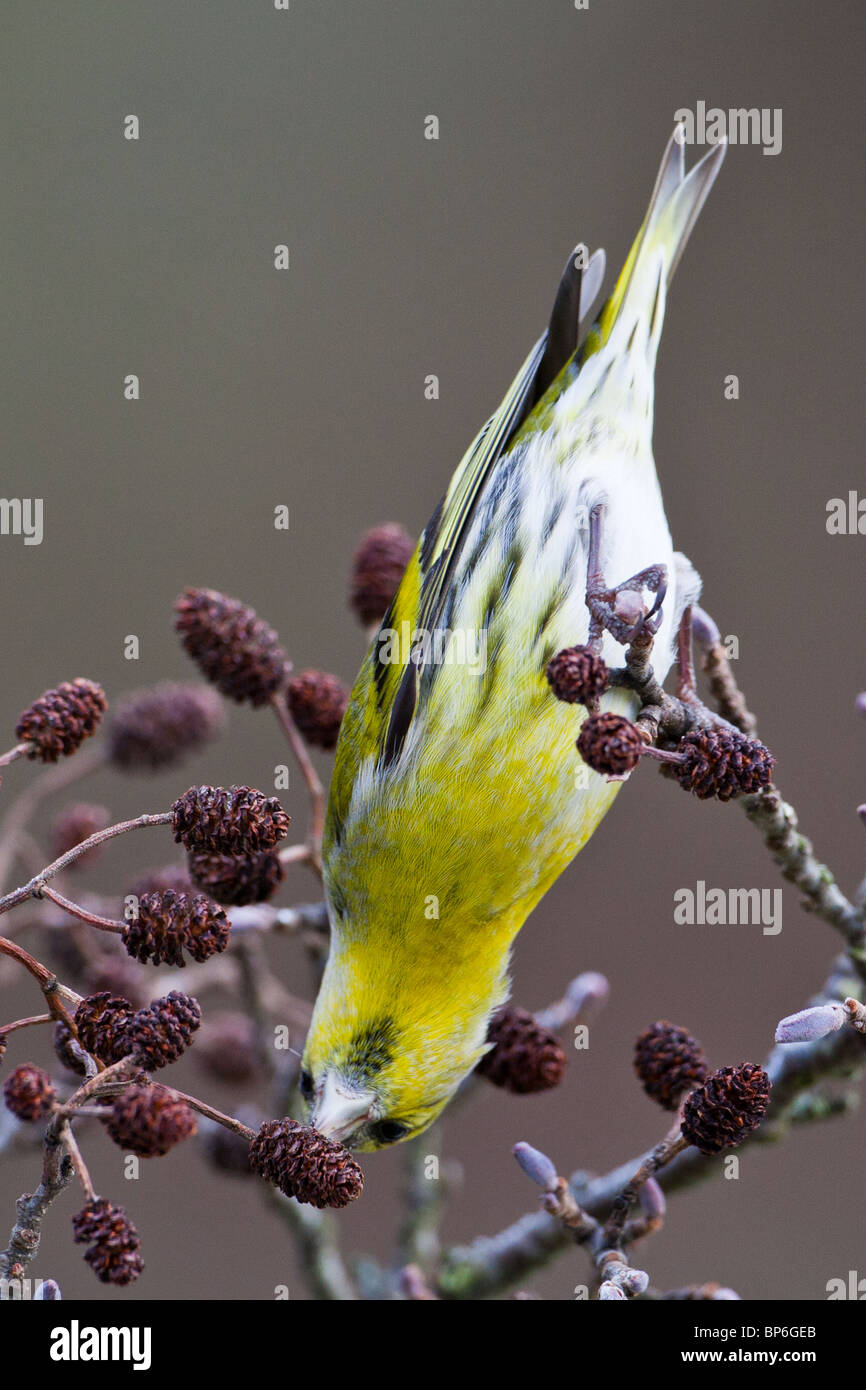 Maschio, lucherino Carduelis spinus avanzamento sul comune di semi di ontano coni, Alnus glutinosa Foto Stock