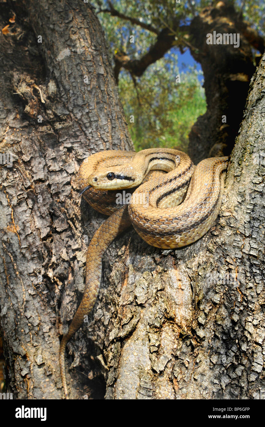 Quattro-rigato snake, giallo biacco (Elaphe quatuorlineata), sonning nella zona di cavallo di un albero di olivo, Grecia, Peloponnes, Messini Foto Stock