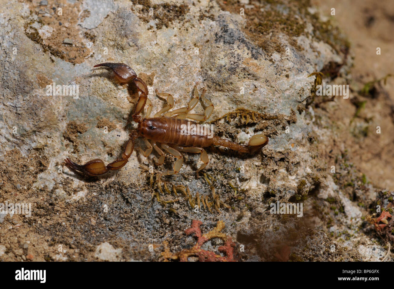 Scorpioni (Euscorpius spec.), in corrispondenza di una parete, Grecia, Creta Foto Stock