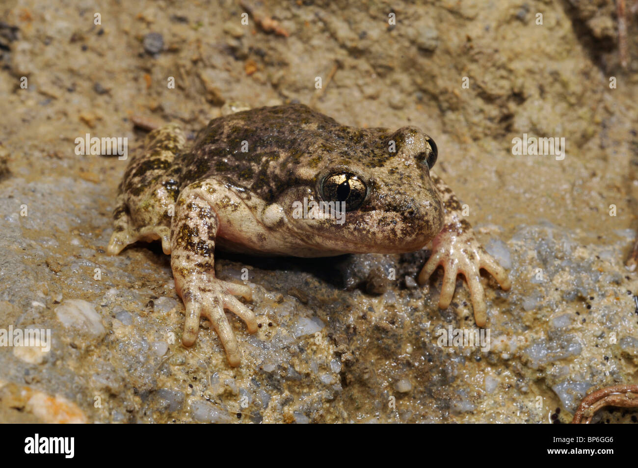 La levatrice toad di Hillenius, Betic ostetrica toad (Alytes dickhilleni), il singolo individuo, Spagna, Andalusia, Naturpark Sierra de Ca Foto Stock