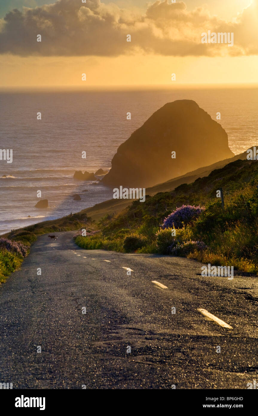 I cervi che attraversano la strada Mattole, al punto più occidentale della strada lastricata in noi contigui, Capo Mendocino, perso Costa, California Foto Stock