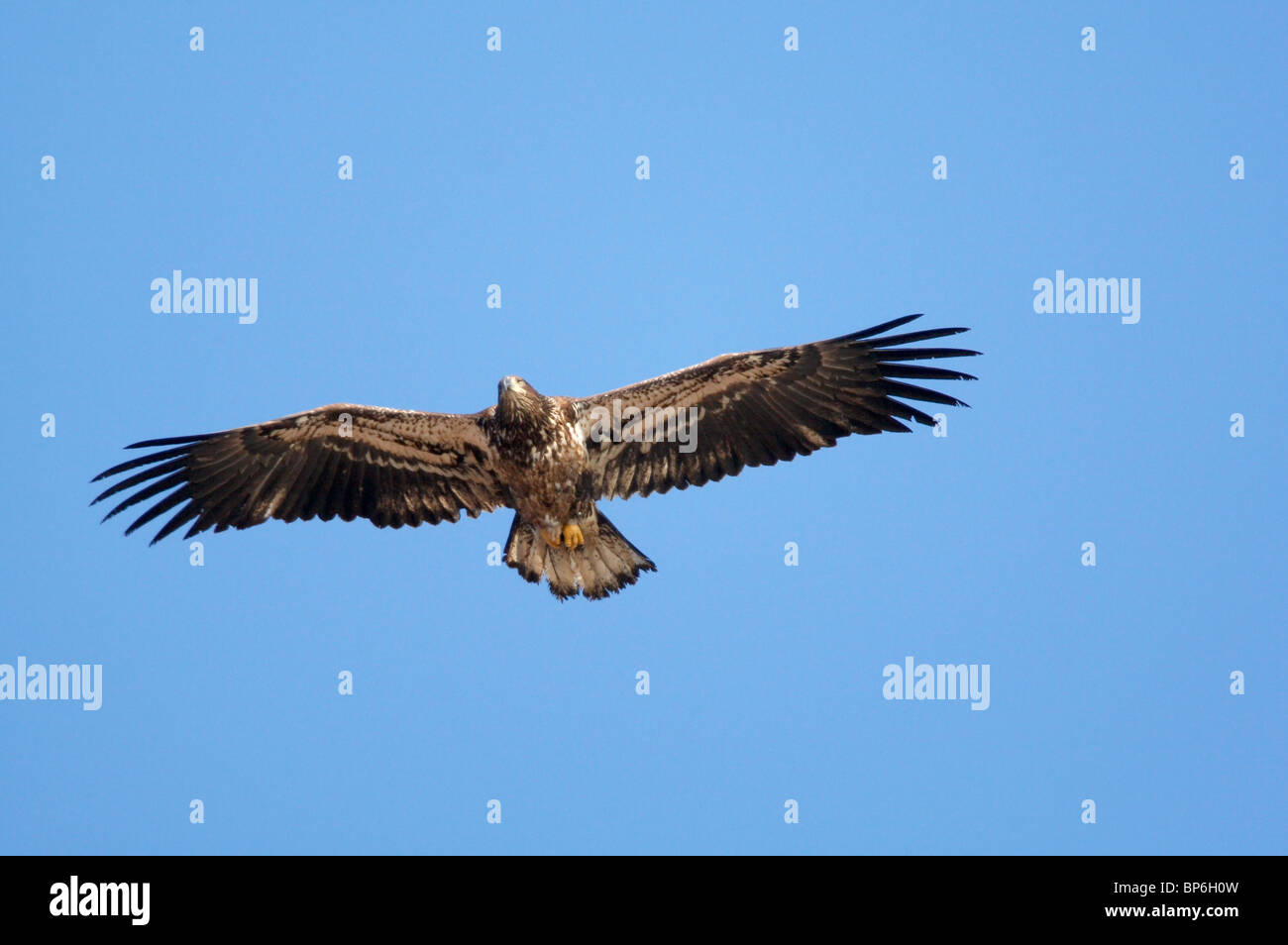 Immaturo aquila calva in volo Foto Stock