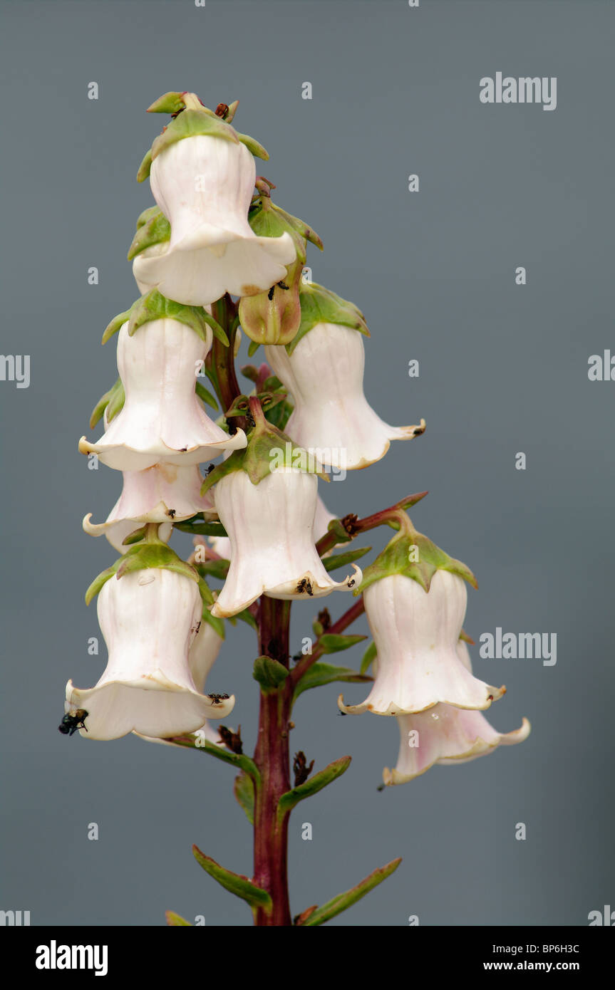 Azorina vidalii pianta endemica nelle Azzorre Foto Stock