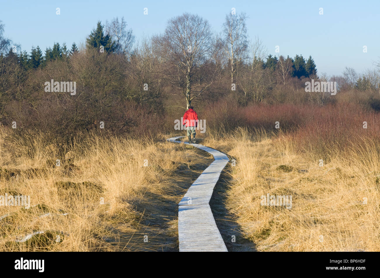 Hautes Fagnes riserva in inverno, Eupen, provincia di Liegi, Belgio Foto Stock