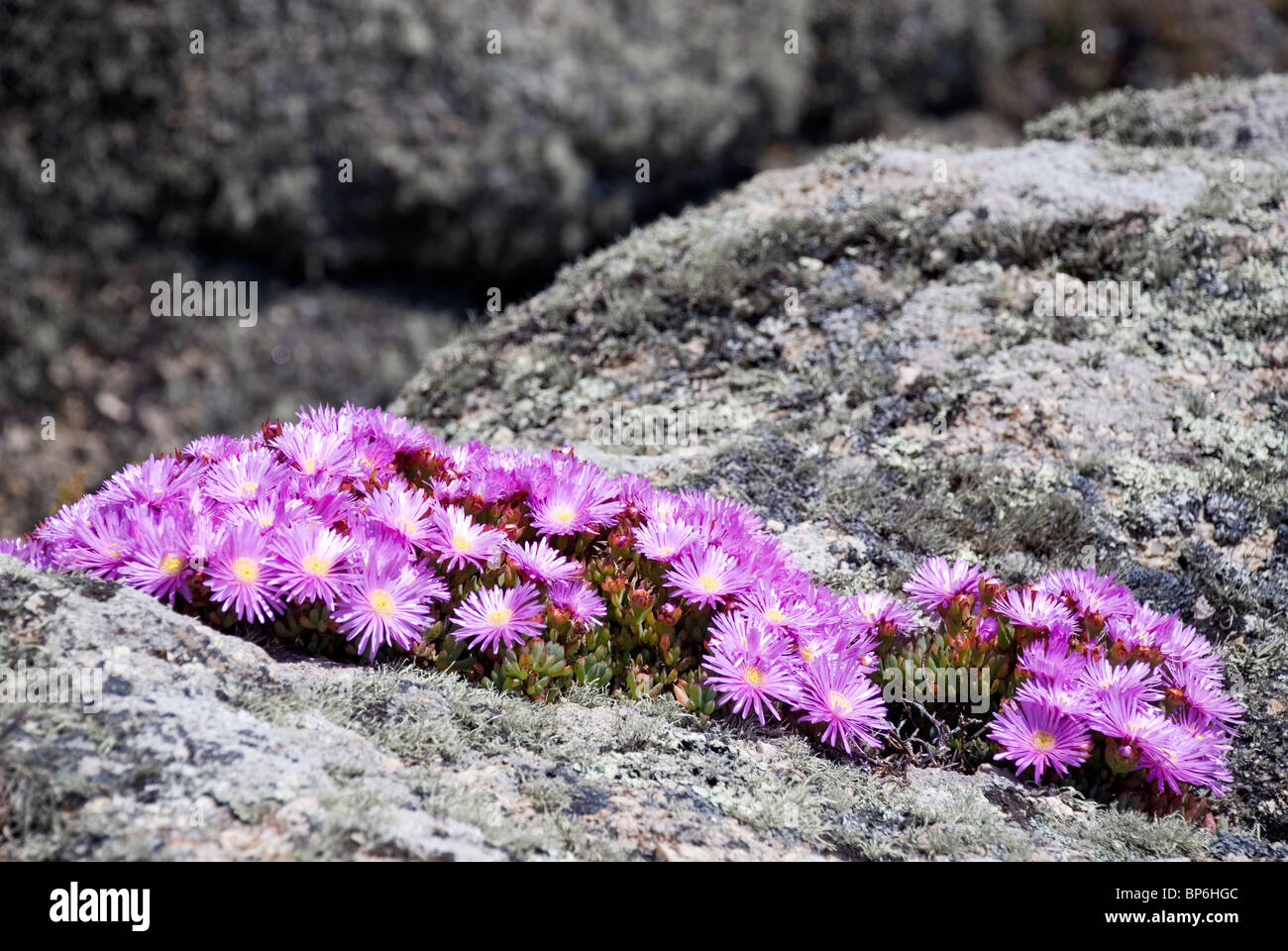 Lampranthus sulle scogliere della Cornovaglia vicino a Porth Curno. Foto Stock