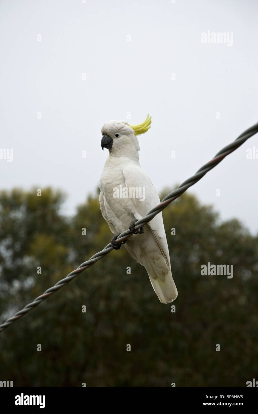 Un Sulfur-Crested Cacatua appollaiate su un filo Foto Stock