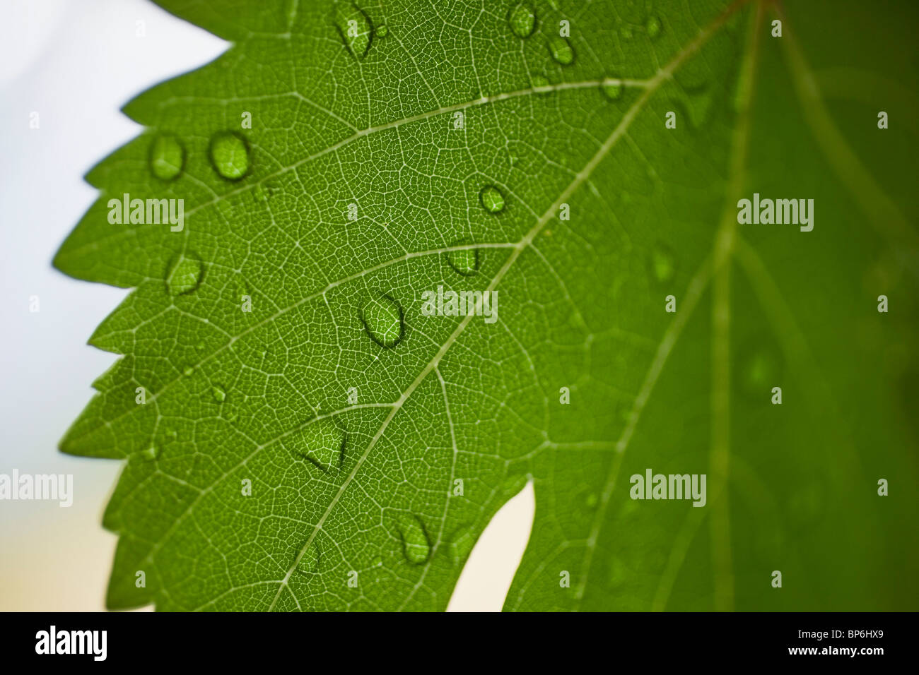 Dettaglio delle gocce di acqua su una foglia di vite Foto Stock