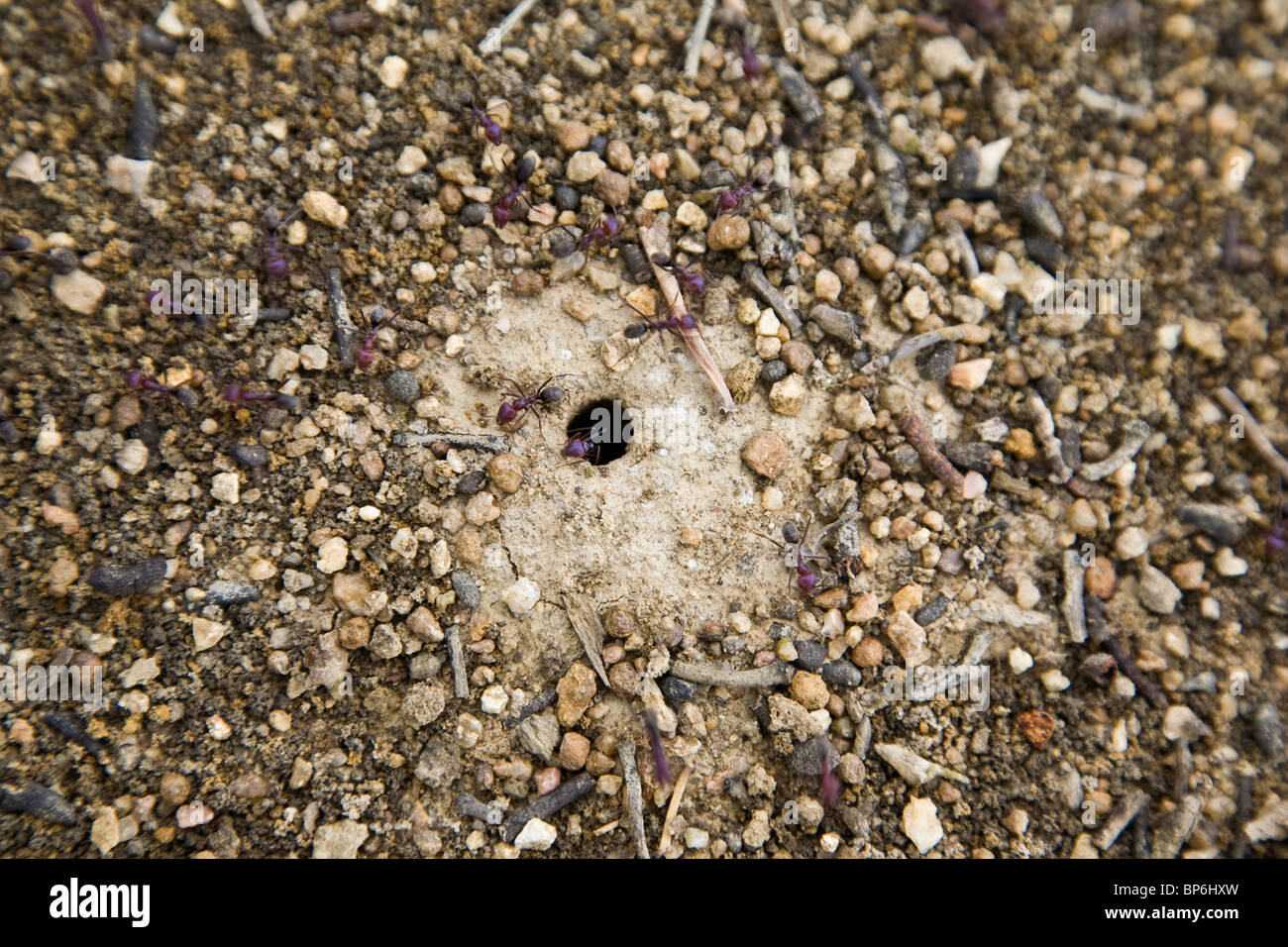 Dettaglio di formiche attorno a un nido Foto Stock