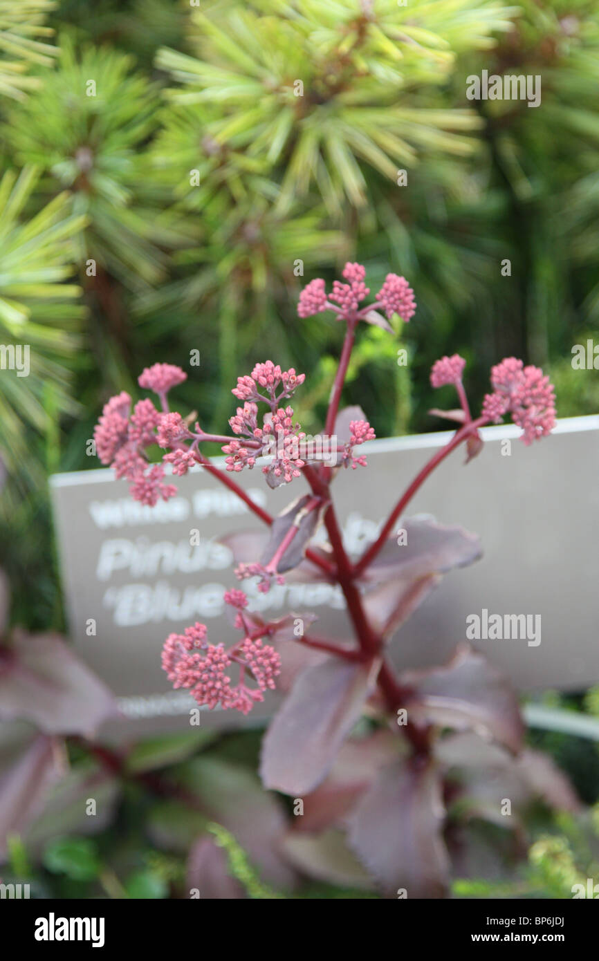 Pino bianco Pinus strobus shaq blu Foto Stock