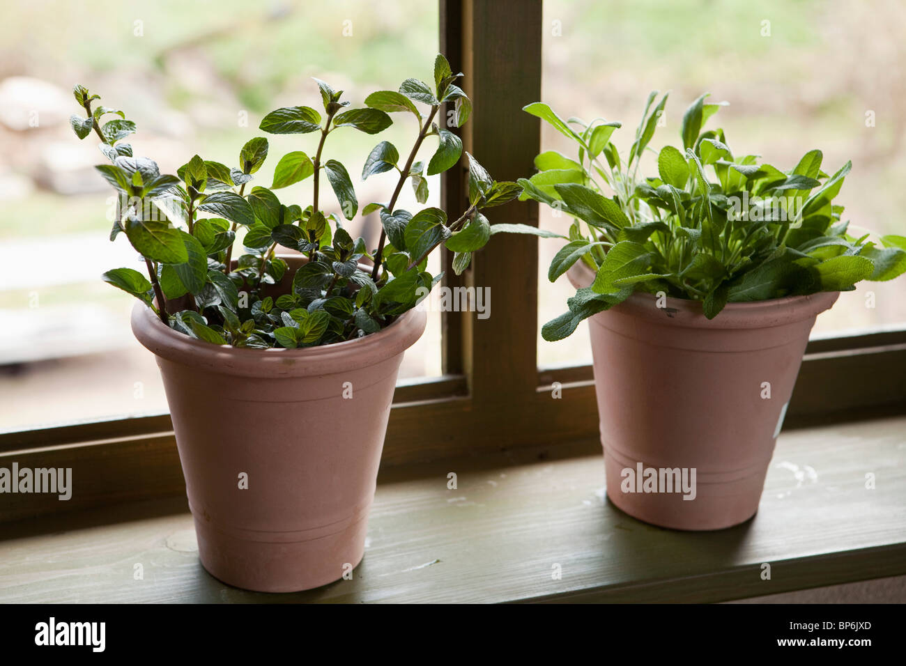 Due vasi di fiori di salvia e menta Foto Stock