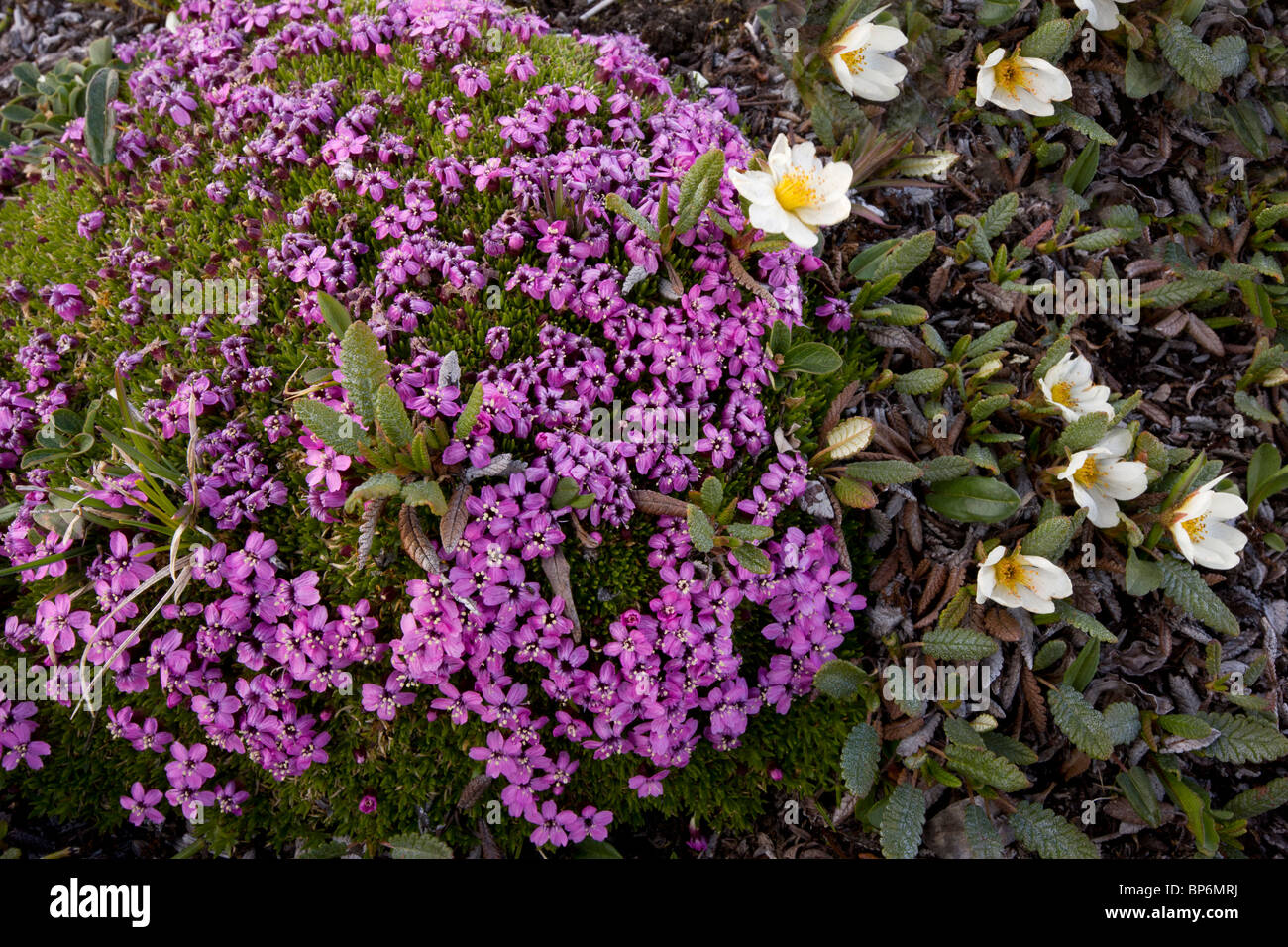 Fiori alpini: Montagna Avens e Moss Campion, Rockies, Canada Foto Stock