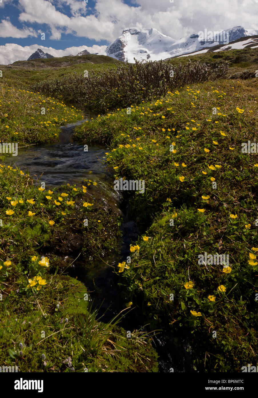 Masse di ranuncolo di montagna di crescere intorno al snow-fuso, su Wilcox Pass, Jasper NP, Rockies, Canada Foto Stock