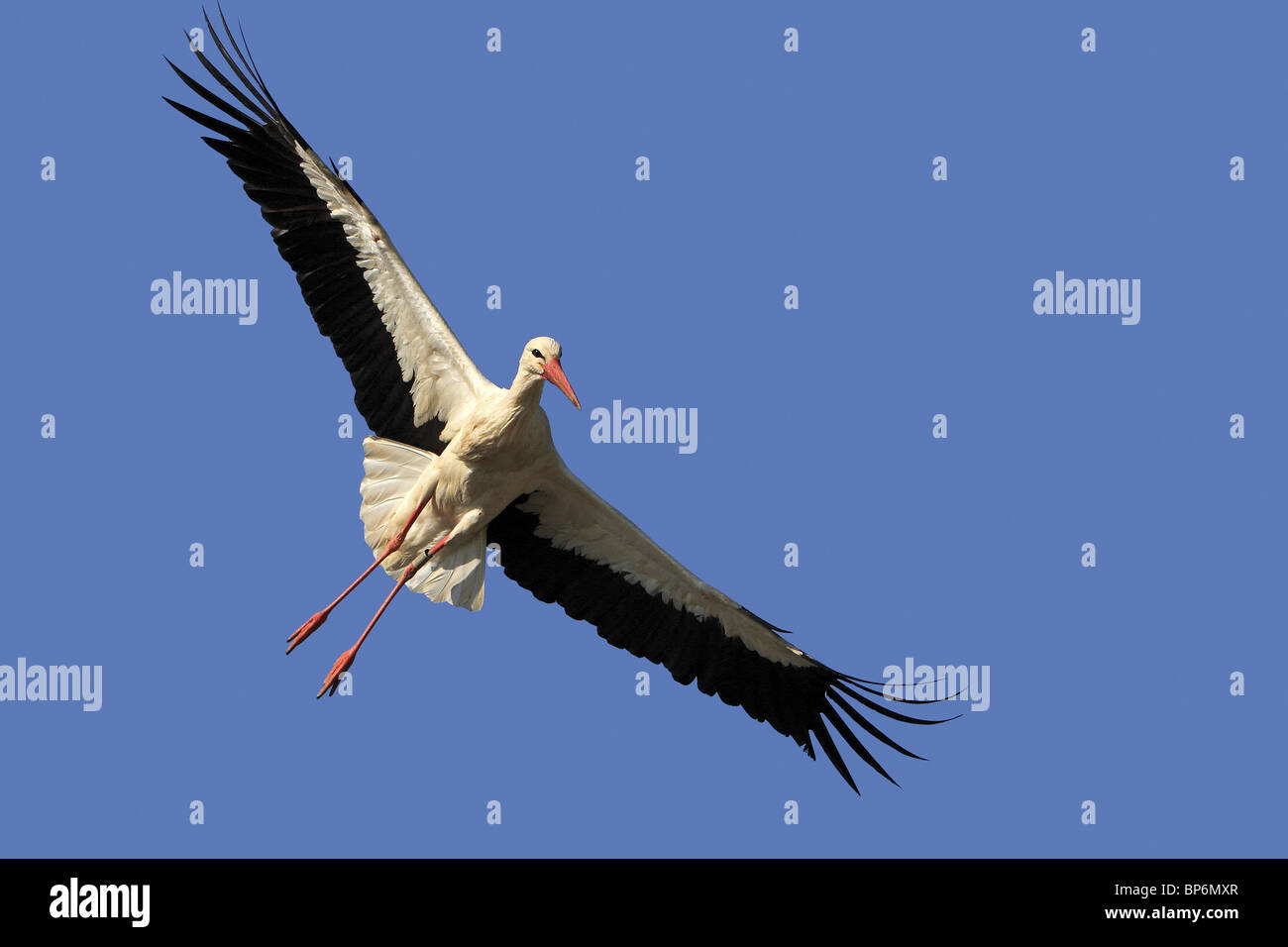 Unione Cicogna bianca (Ciconia ciconia) in volo. Foto Stock