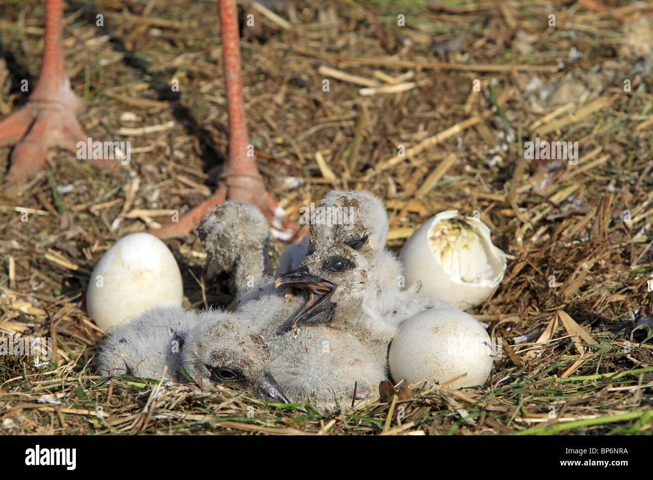 Unione Cicogna bianca (Ciconia ciconia), covando pulcini nel nido. Foto Stock