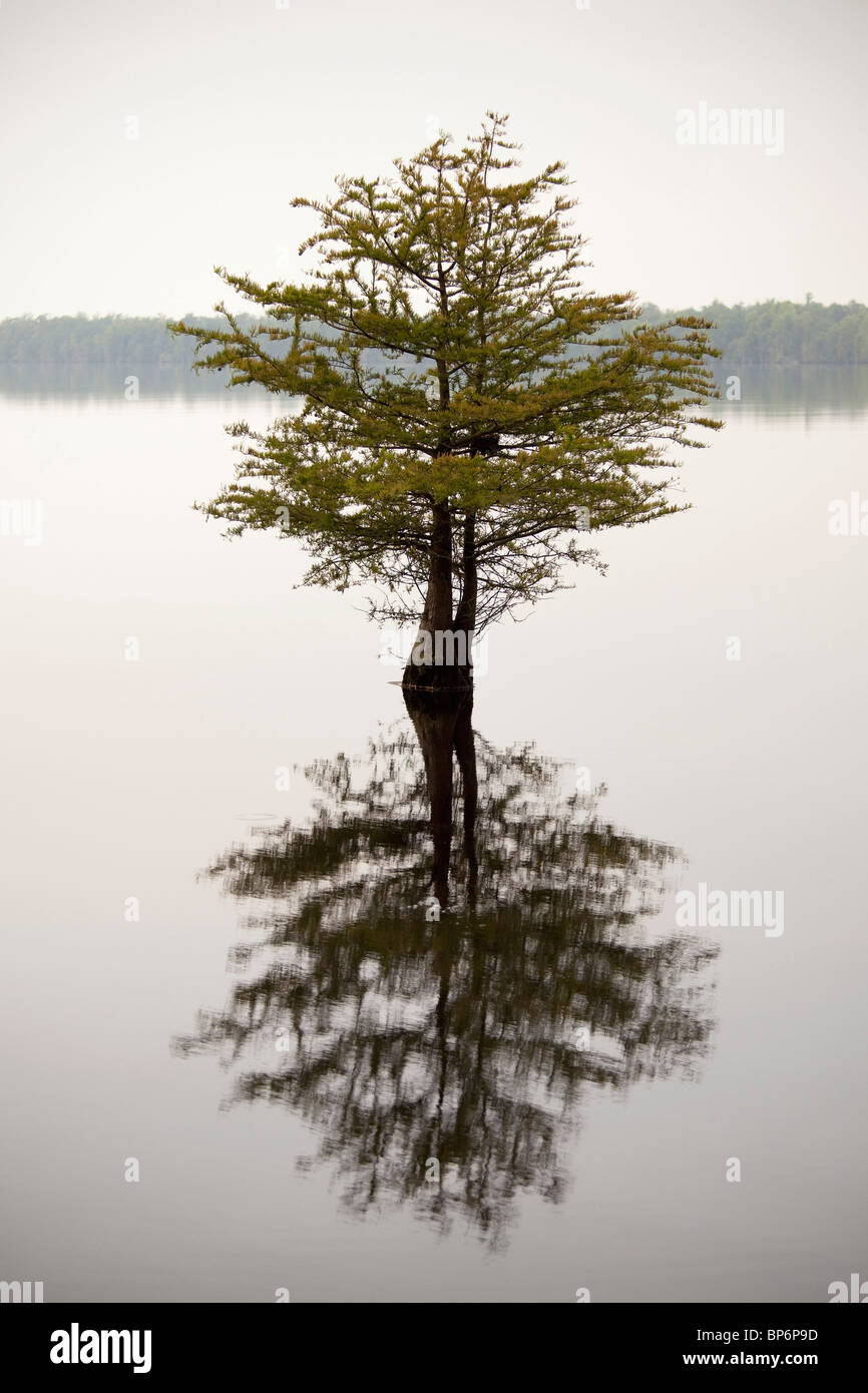 Un albero e la sua riflessione in un lago Foto Stock