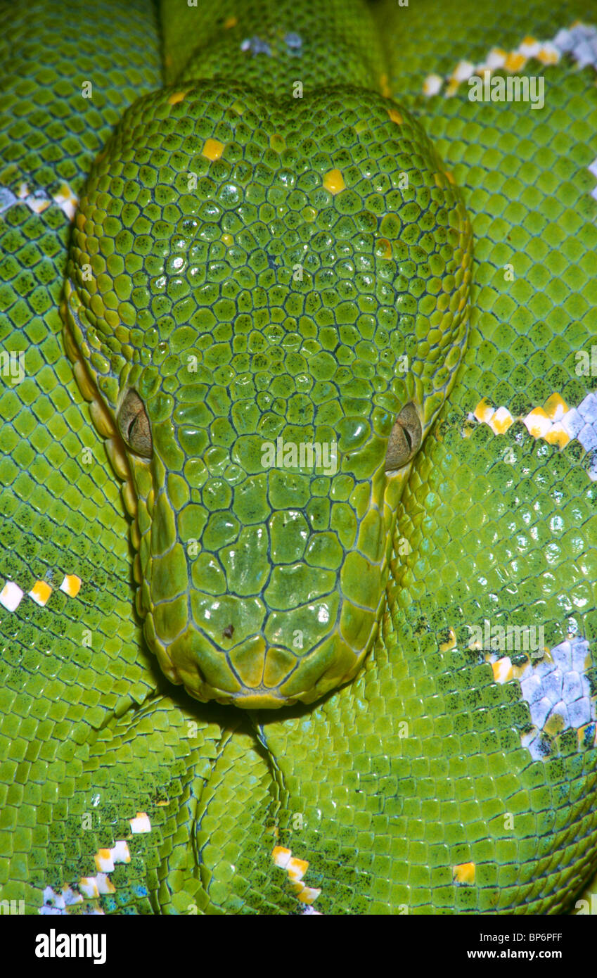 Emerald tree boa, adulto, Corallus canina, Sud America Foto Stock