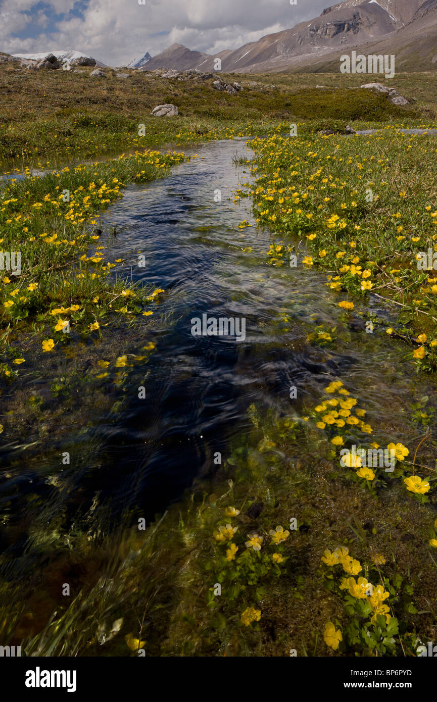 Masse di ranuncolo di montagna che cresce in snow-acqua di fusione, su Wilcox Pass, Jasper NP, Rockies, Canada Foto Stock