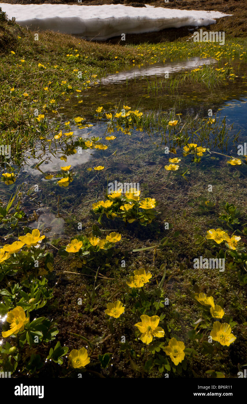 Masse di ranuncolo di montagna che cresce in snow-acqua di fusione, su Wilcox Pass, Jasper NP, Rockies, Canada Foto Stock