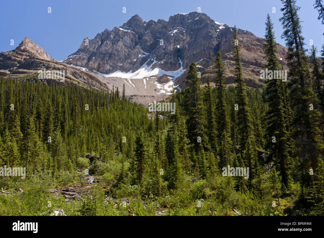 Misto bosco di conifere in Mosquito Creek, sotto Pass molare, il Parco Nazionale di Banff, Rockies, Canada Foto Stock