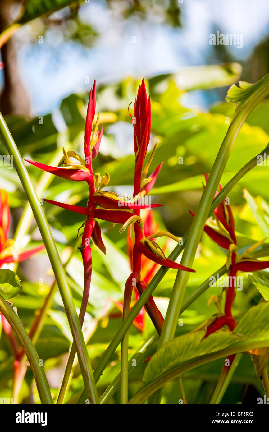 Heliconia Schiedeana, Puerto de la Cruz, Tenerife, Isole Canarie, Spagna. Foto Stock