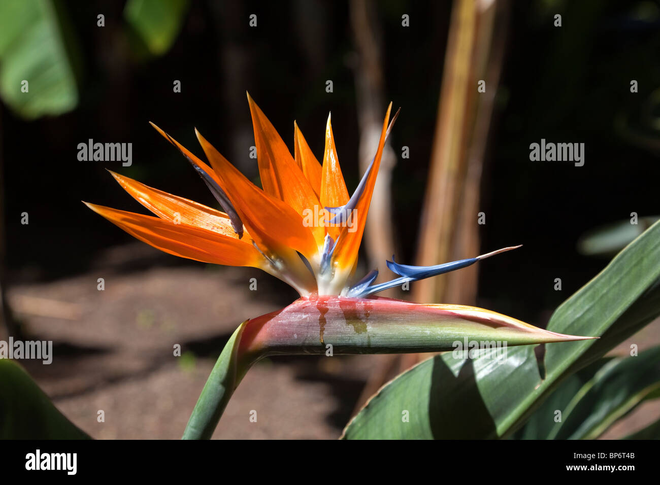 Strelitzia pianta con fiore, Puerto de la Cruz, Tenerife, Isole Canarie, Spagna. Foto Stock