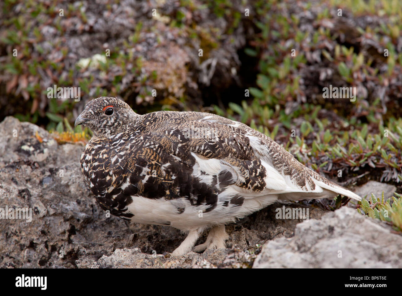 Bianco maschio-tailed Pernice bianca, Lagopus leucurus in alta tundra alpina, il Parco Nazionale di Banff, Rockies; Canada Foto Stock