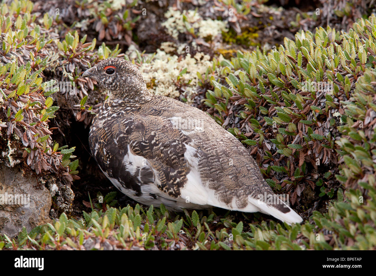 Bianco maschio-tailed Pernice bianca, Lagopus leucurus in alta tundra alpina, il Parco Nazionale di Banff, Rockies; Canada Foto Stock