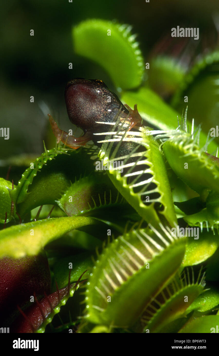 Rana, specie Rana, appena metamorfosati catturati in un Venus flytrap impianto Foto Stock