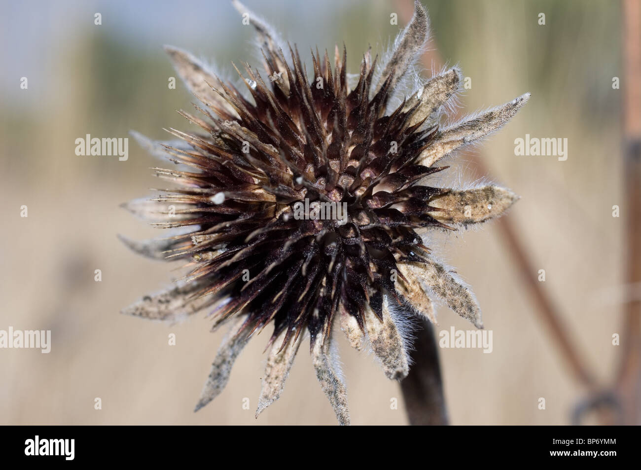 Selvatica essiccata girasole messicano (Girasol / Tithonia tubaeformis) Foto Stock