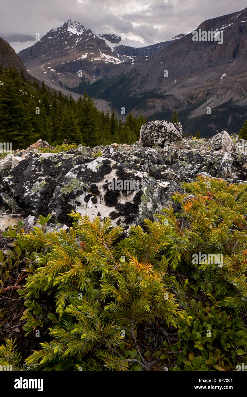 Ginepro e coperte di lichene, rocce in alto sopra il tundra vertice di prua, il Parco Nazionale di Banff, Canada Foto Stock