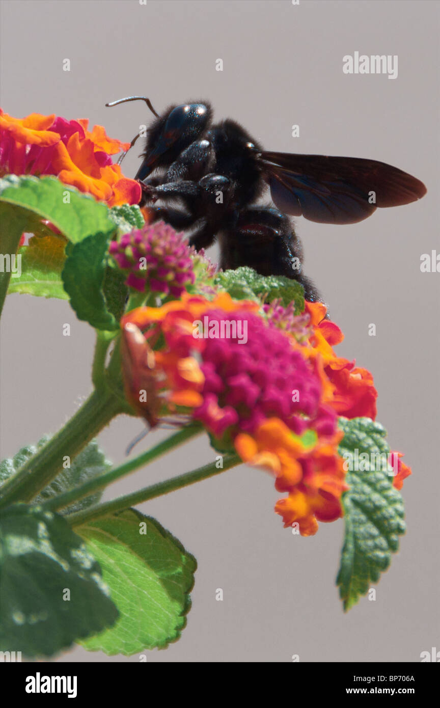 Carpenter Bee (nero Bee) raccogliendo il nettare da un fiore. Foto Stock