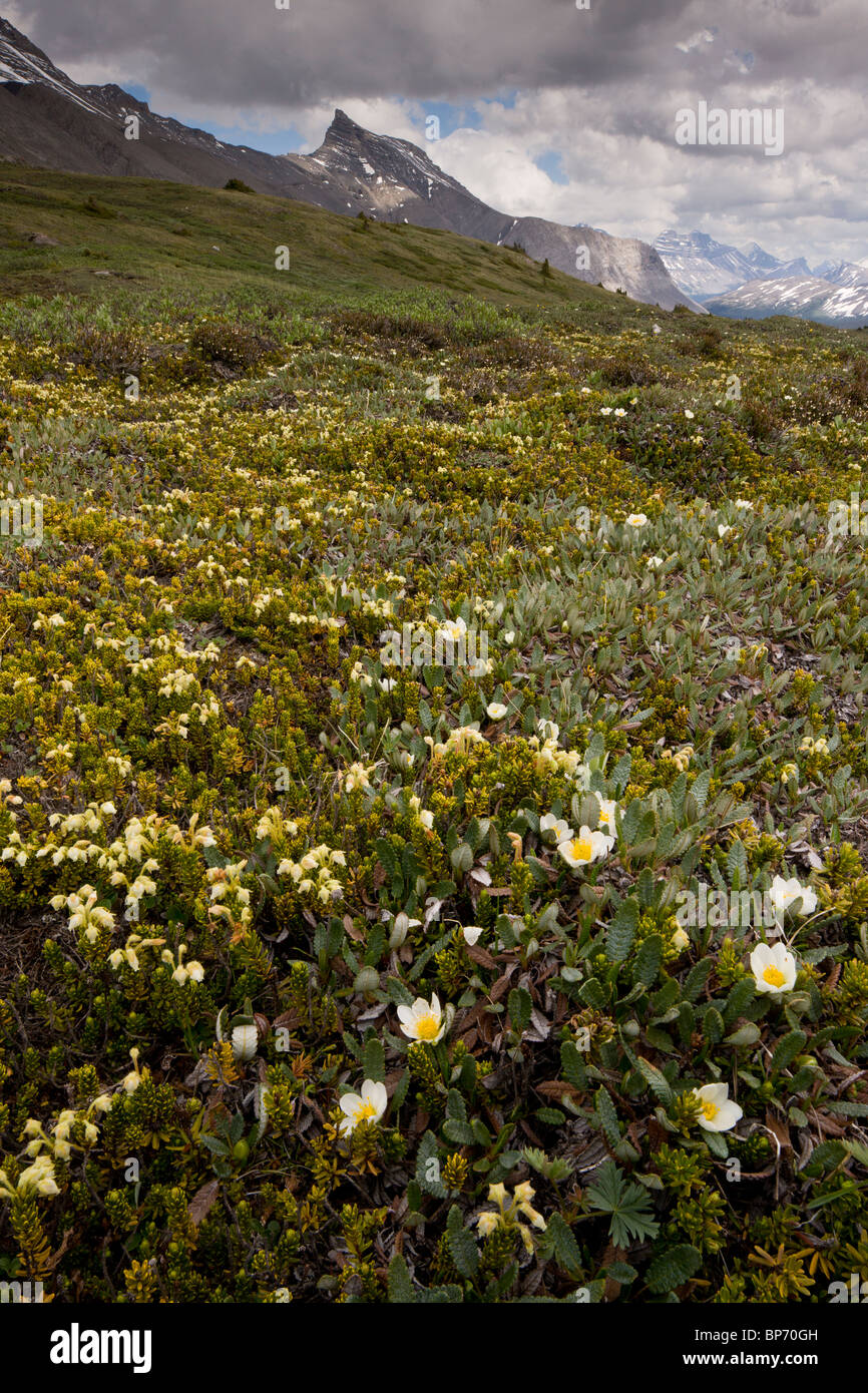 Alta fiorito tundra alpina, con Mountain-Avens e gialle di montagna-heather su Wilcox Pass, Jasper National Park, Canada Foto Stock
