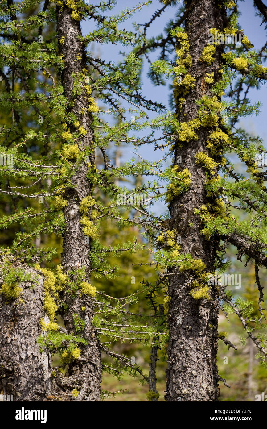 Lupo Lichen su larici, ad alta altitudine; Canadian Rockies. Foto Stock