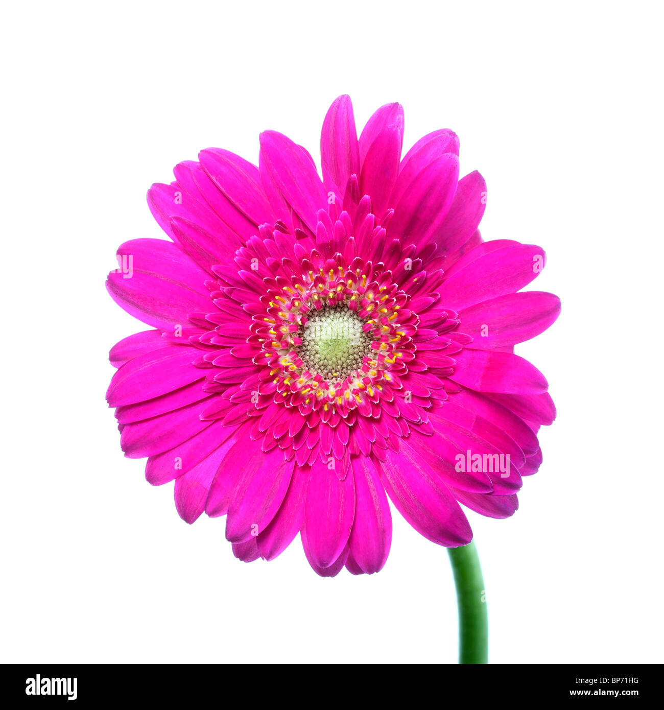 Pink gerbera close up su sfondo bianco studio immagine illuminata Foto Stock