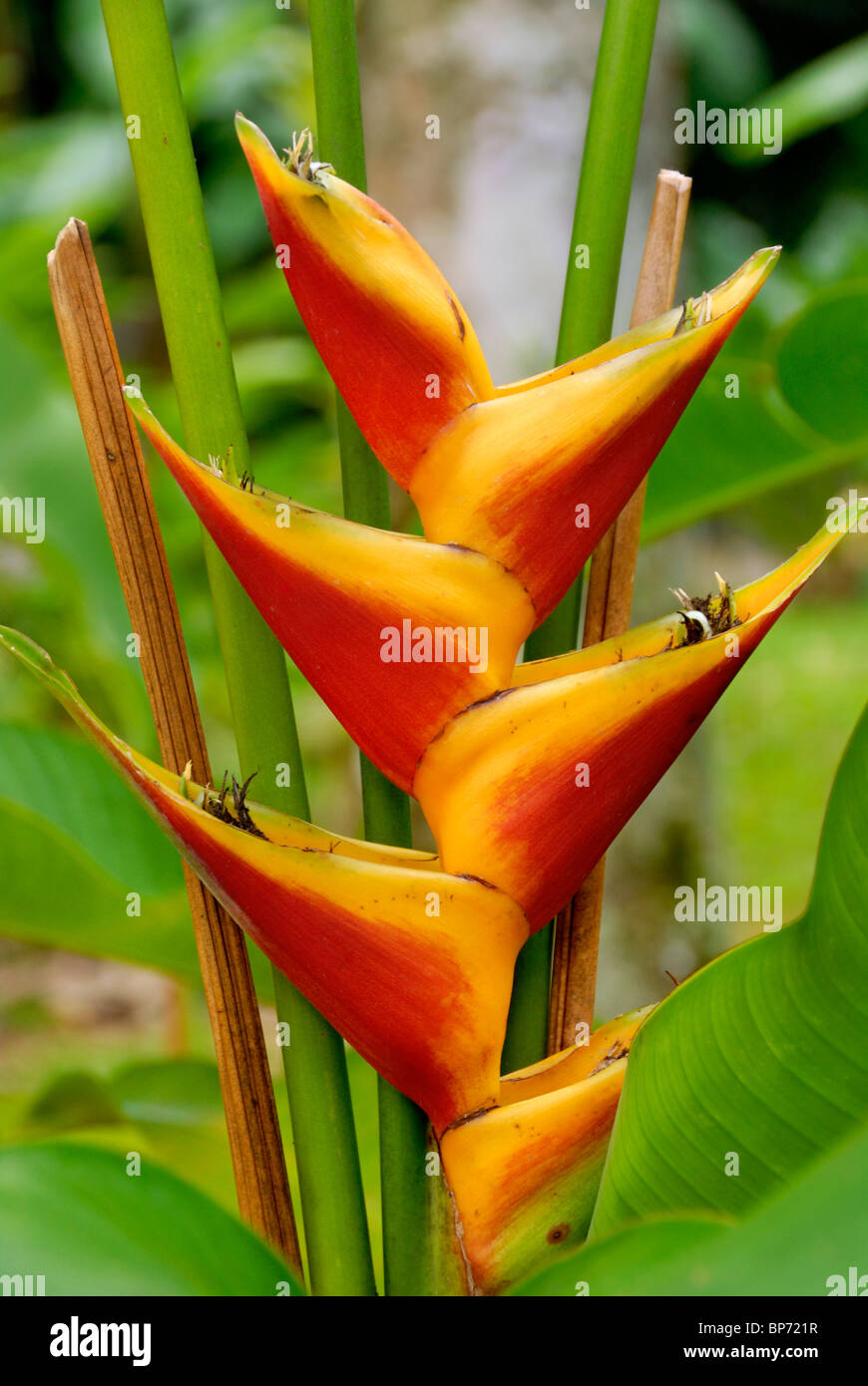 Fiore Heliconia, El Yunque, rain forest, Puerto Rico Foto Stock