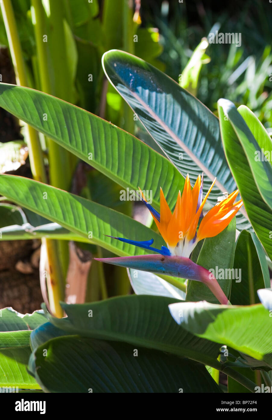 Strelitzia pianta con fiore, Puerto de la Cruz, Tenerife, Isole Canarie, Spagna. Foto Stock