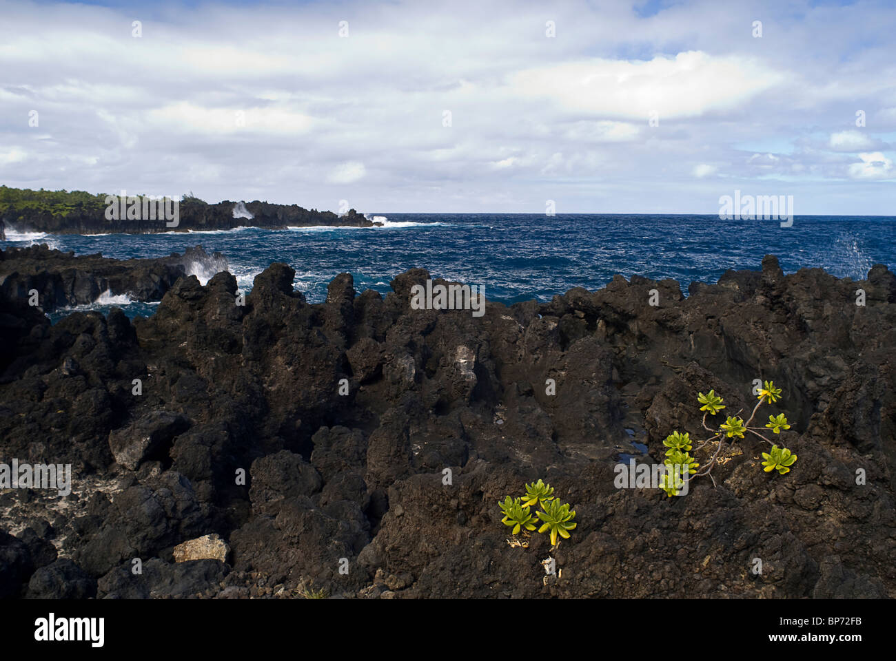 Le piante che crescono fuori di roccia vulcanica a Wainapanapa State Park a Hana, Maui. © Craig M. Eisenberg Foto Stock