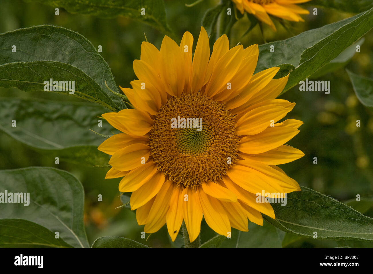 Sun Flower,in Bloom, impianti di giardinaggio orticoltura. Foto Stock
