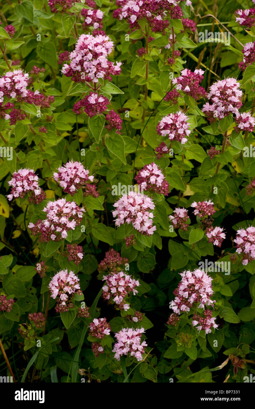 Origano, Origanum vulgare - erbe selvatiche, su terreni calcarei, Dorset. Foto Stock