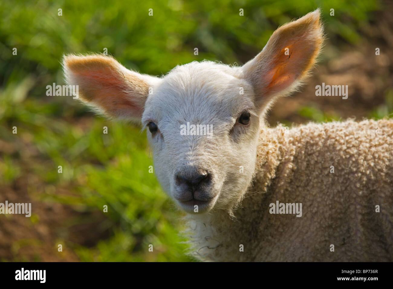 La molla vicino a Peebles, agnello, regione di frontiere, Scozia Foto Stock