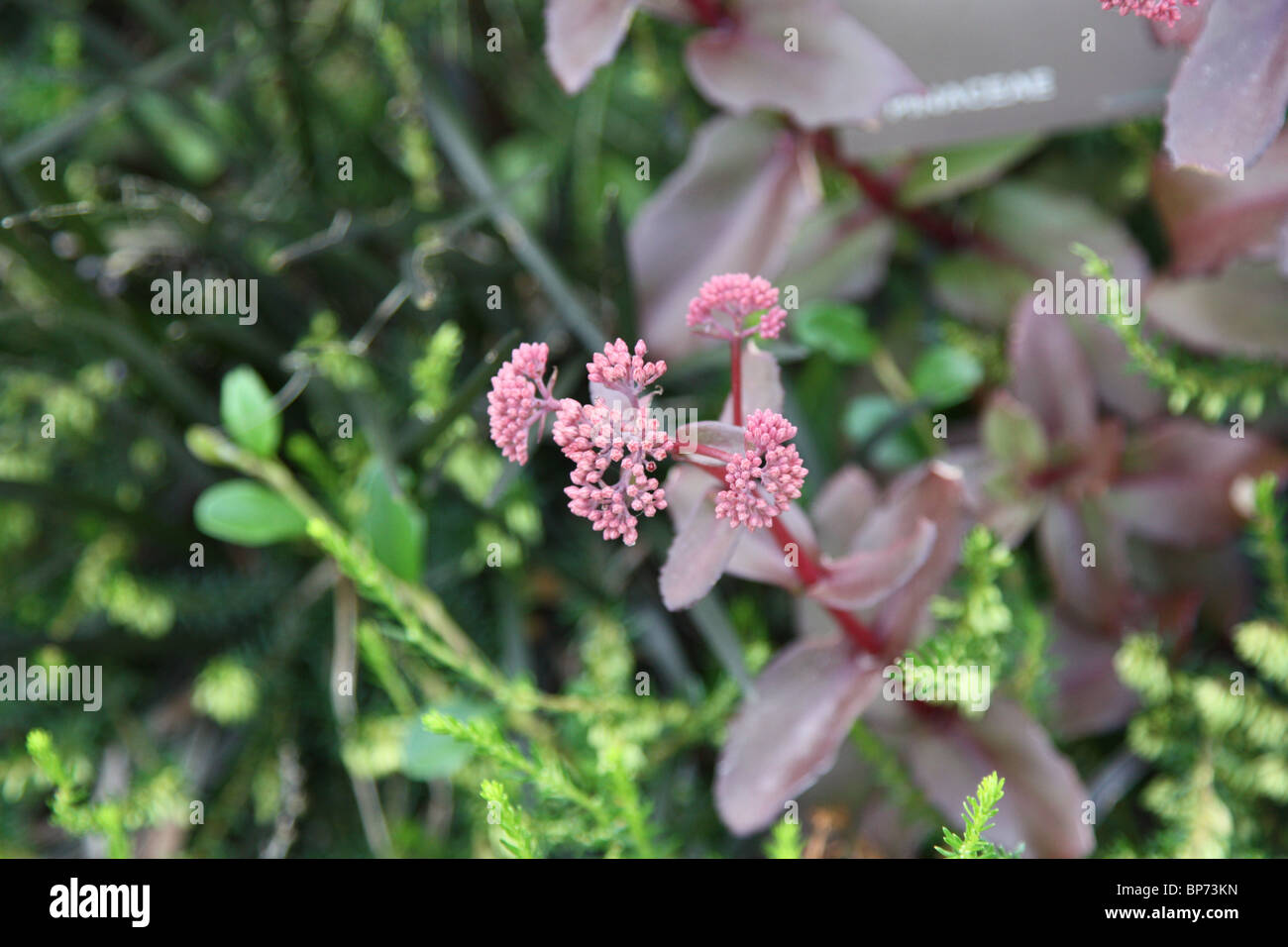 Pino bianco Pinus strobus shaq blu Foto Stock