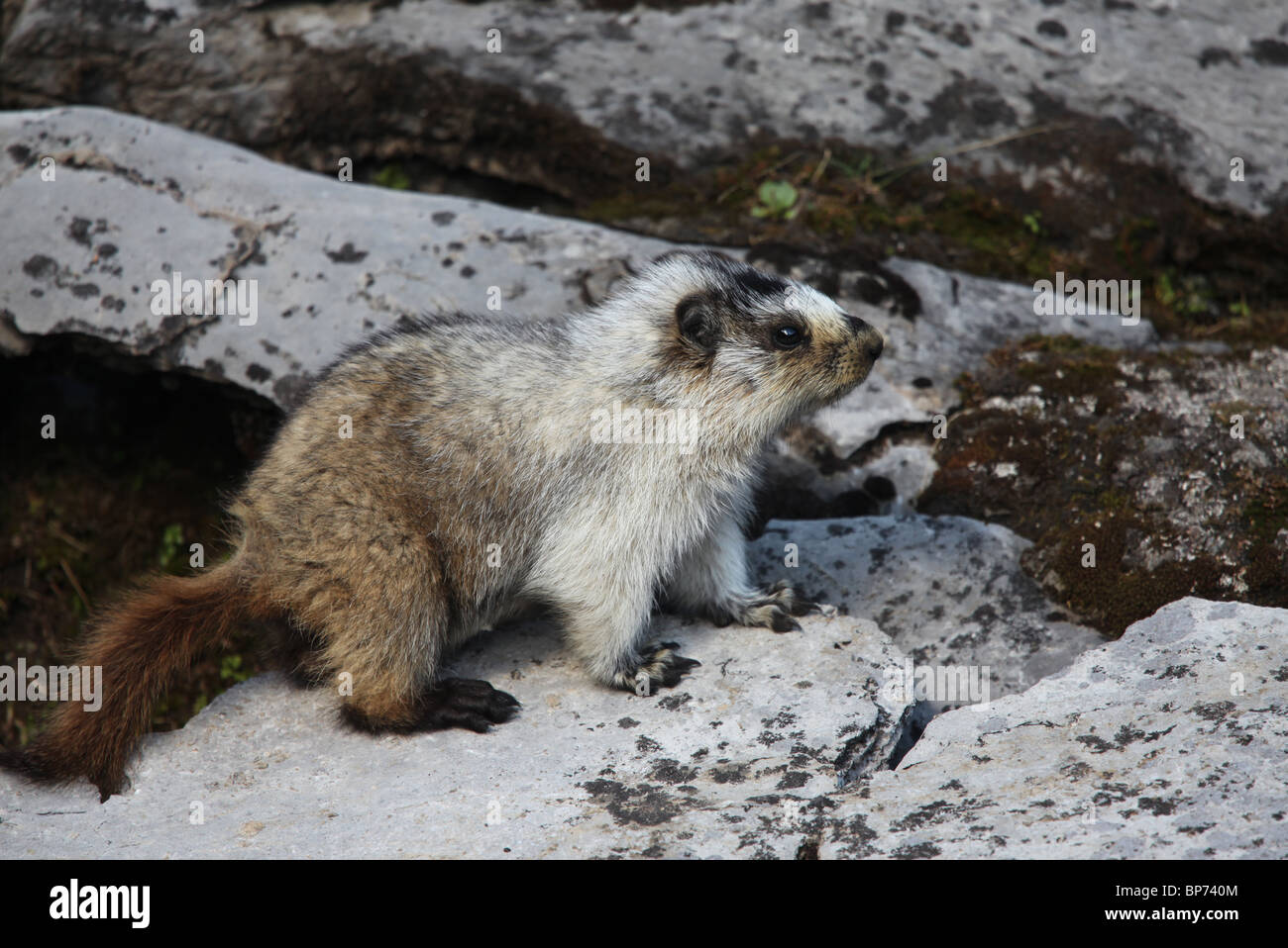 Annoso marmotta, Marmota caligata sopra il lago di Chester - Peter Lougheed Parco Provinciale vicino a Kananaskis, Rockies, Canada Foto Stock