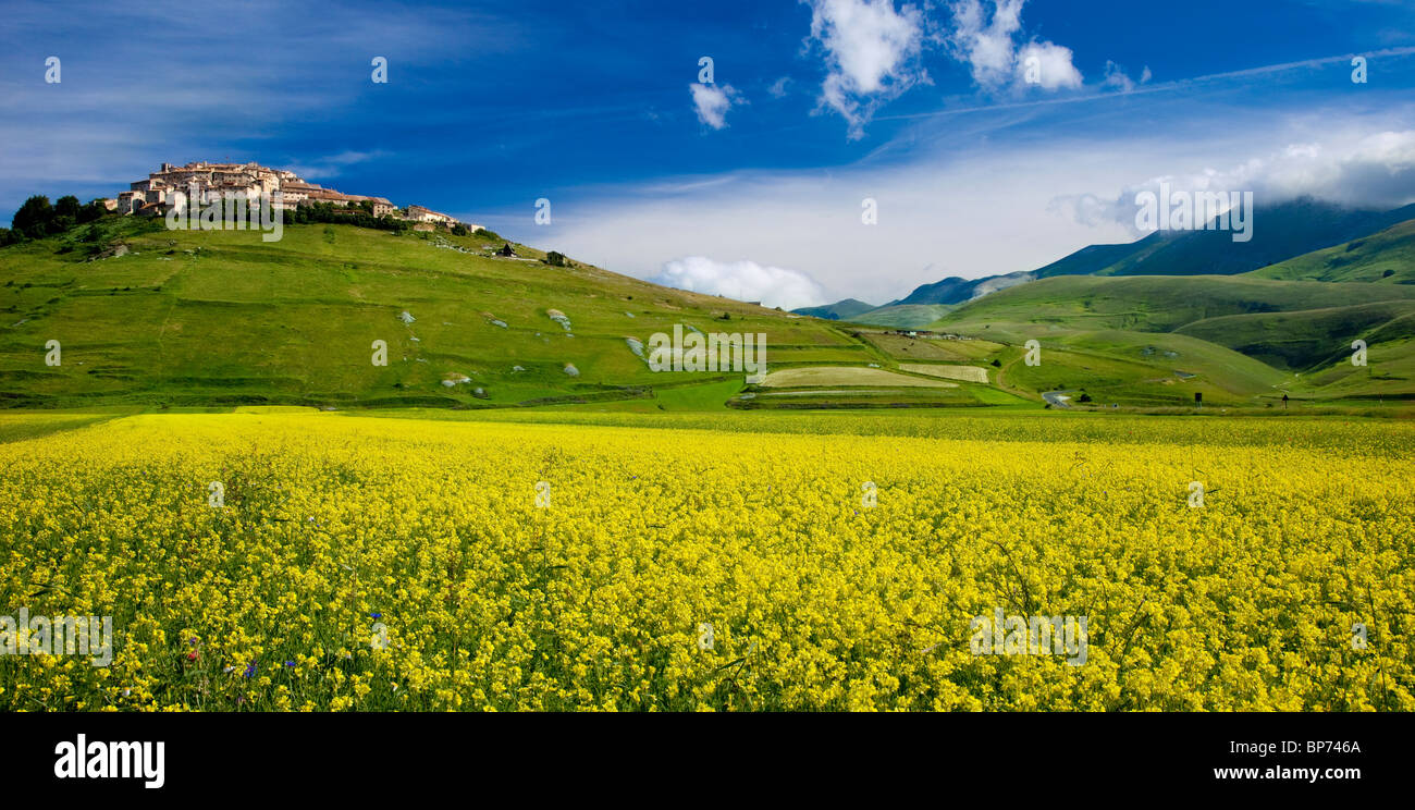 Acri di giallo di fiori di campo al di sotto della città medievale di Castelluccio nel Piano Grande, Umbria Italia Foto Stock